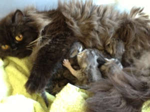 Buffalo Creek Farms Reo with her shaded silver babies
